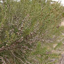 Image of Melaleuca acuminata subsp. acuminata