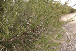 Image de Melaleuca acuminata subsp. acuminata