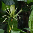 Image de Dracaena sanderiana Mast.