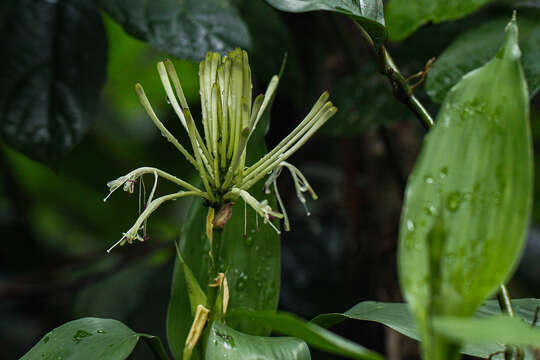 Image de Dracaena sanderiana Mast.