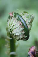 Image of ostrich fern