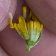 Image of Jepson's woolly sunflower