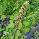 Image of catmint