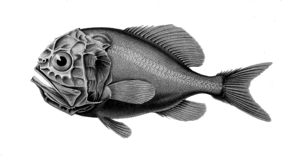 Image of Deep sea perch