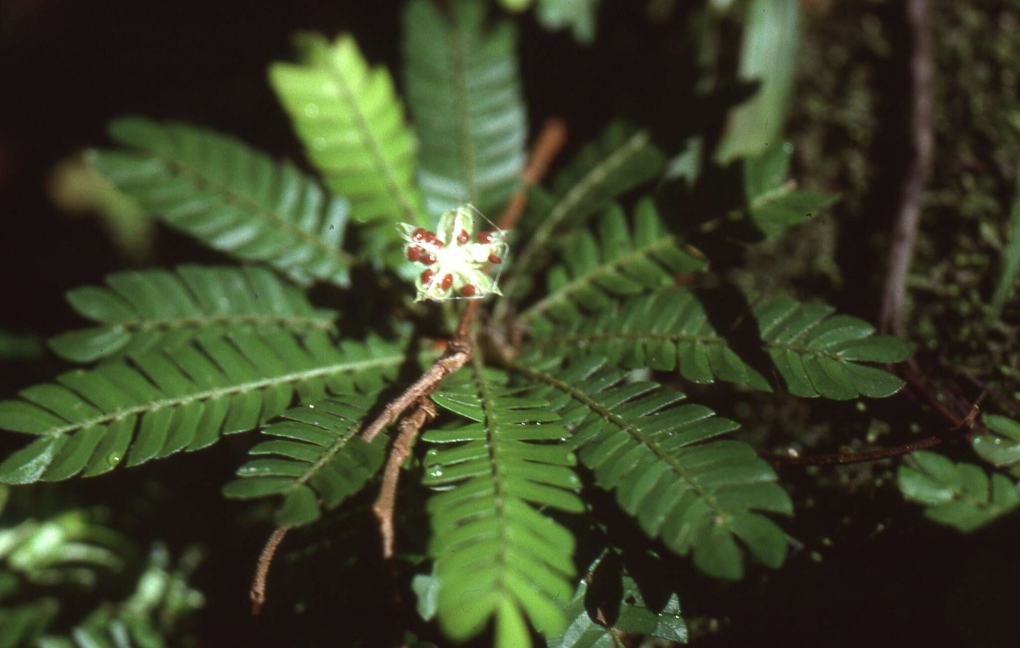 Sivun Biophytum talbotii (Bak. fil.) Hutch. & Dalz. kuva