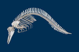 Image of Atlantic Dolphin