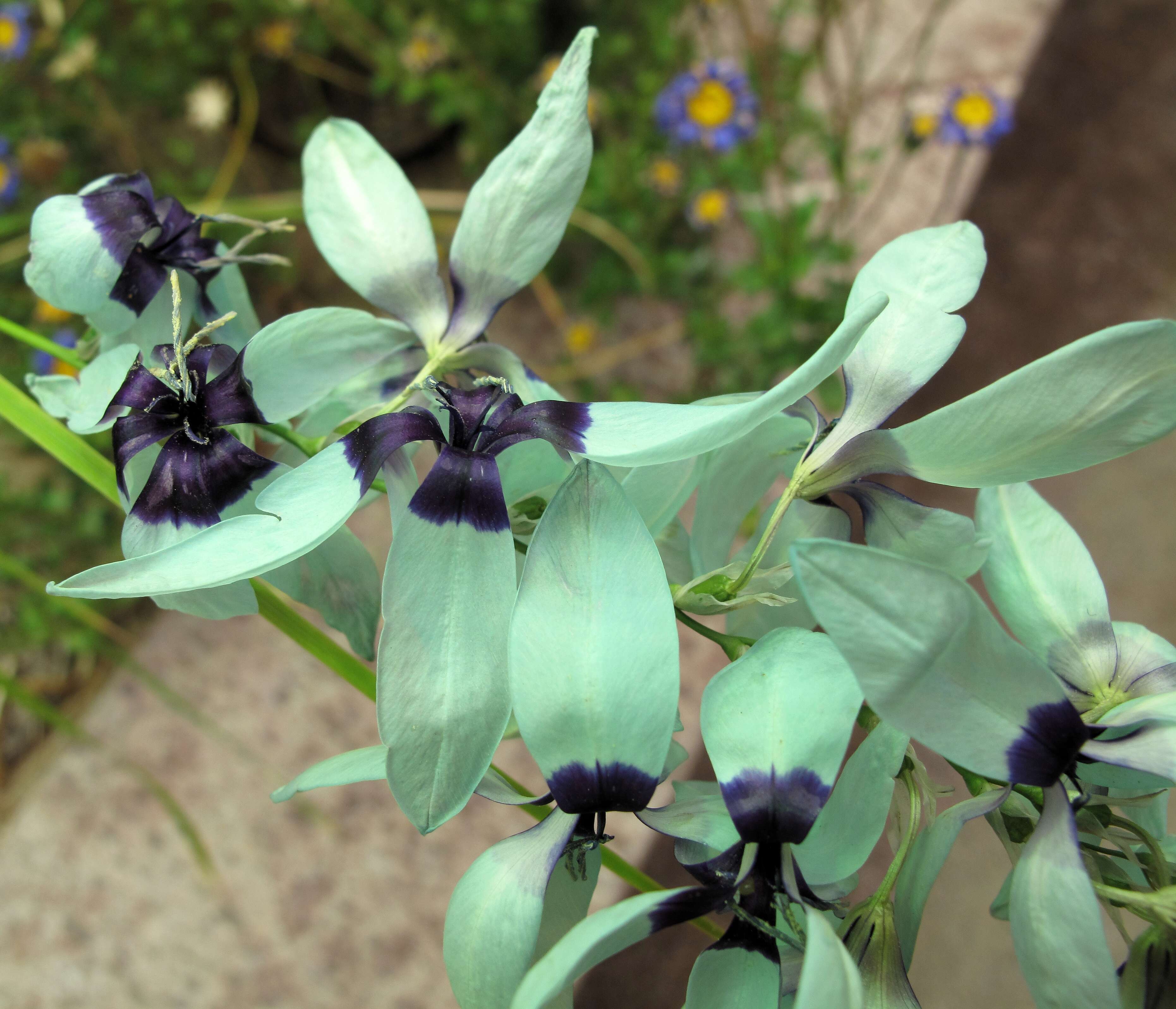 Image of Turquoise Ixia