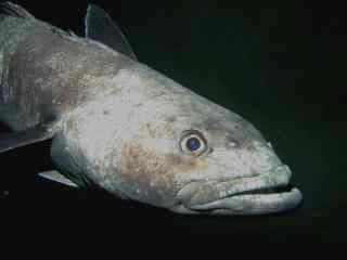Image of Antarctic toothfish