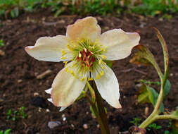 Image of black hellebore