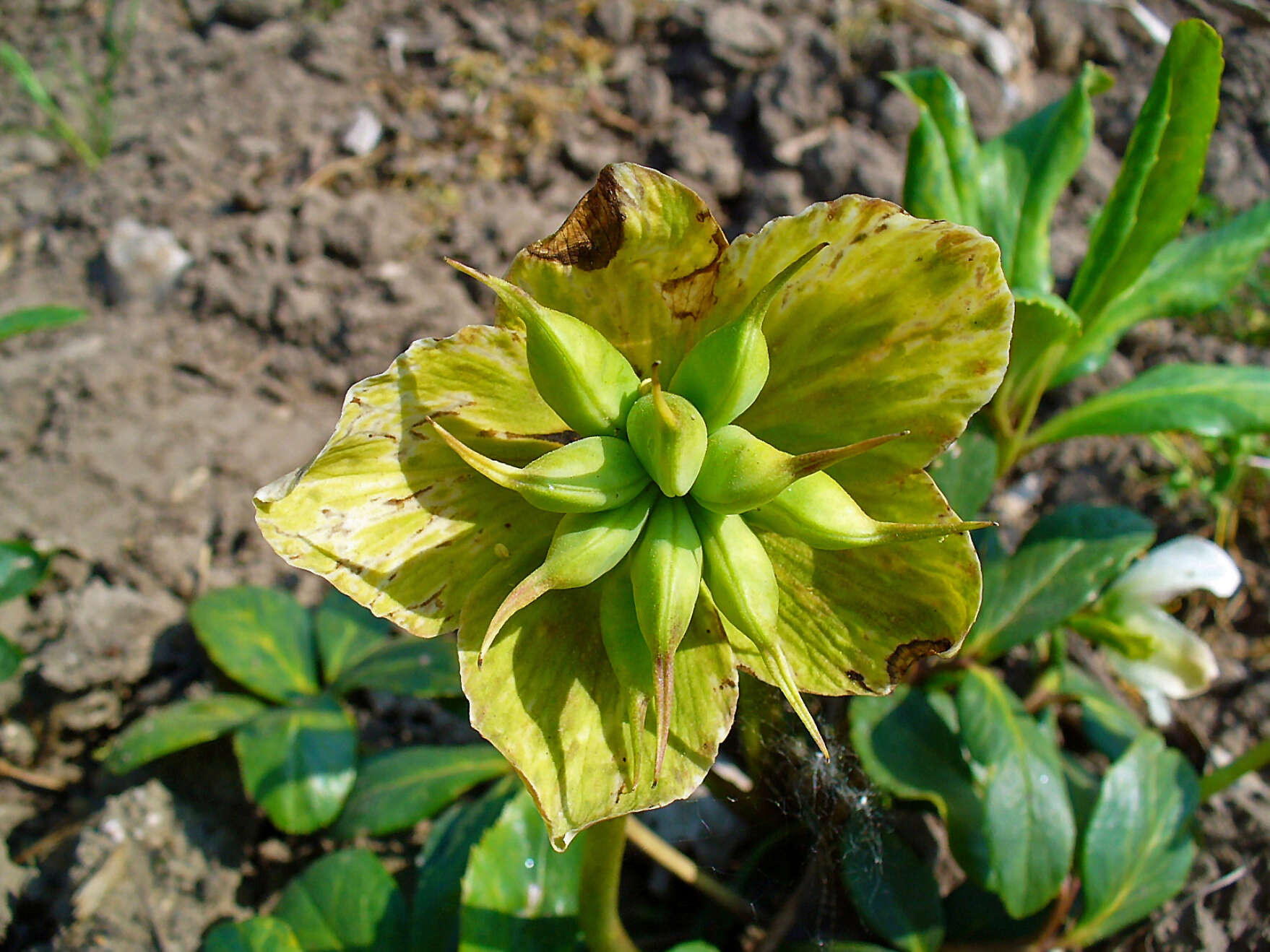 Image of black hellebore