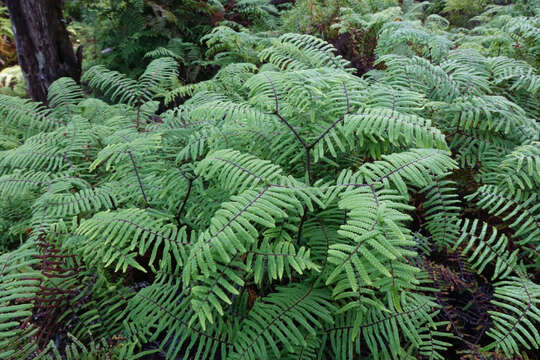 Image of Gleichenia microphylla R. Br.