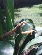 Image of Mantis