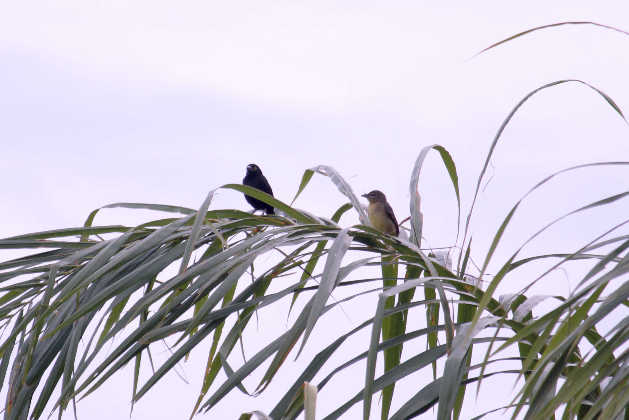 Image of Vieillot's Weaver