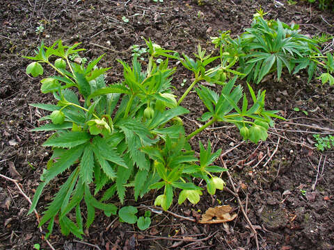 Image of Green Hellebore