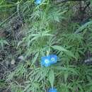 Plancia ëd Ipomoea barbatisepala A. Gray