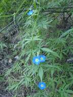 Image de Ipomoea barbatisepala A. Gray