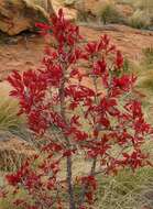 Image of Ochna pulchra Hook.