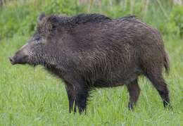 Imagem de Sus scrofa scrofa Linnaeus 1758