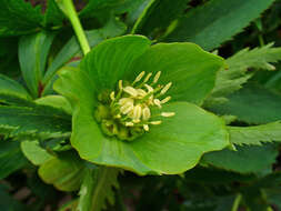 Image of Green Hellebore