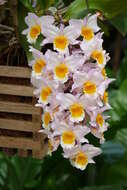 صورة Dendrobium farmeri Paxton