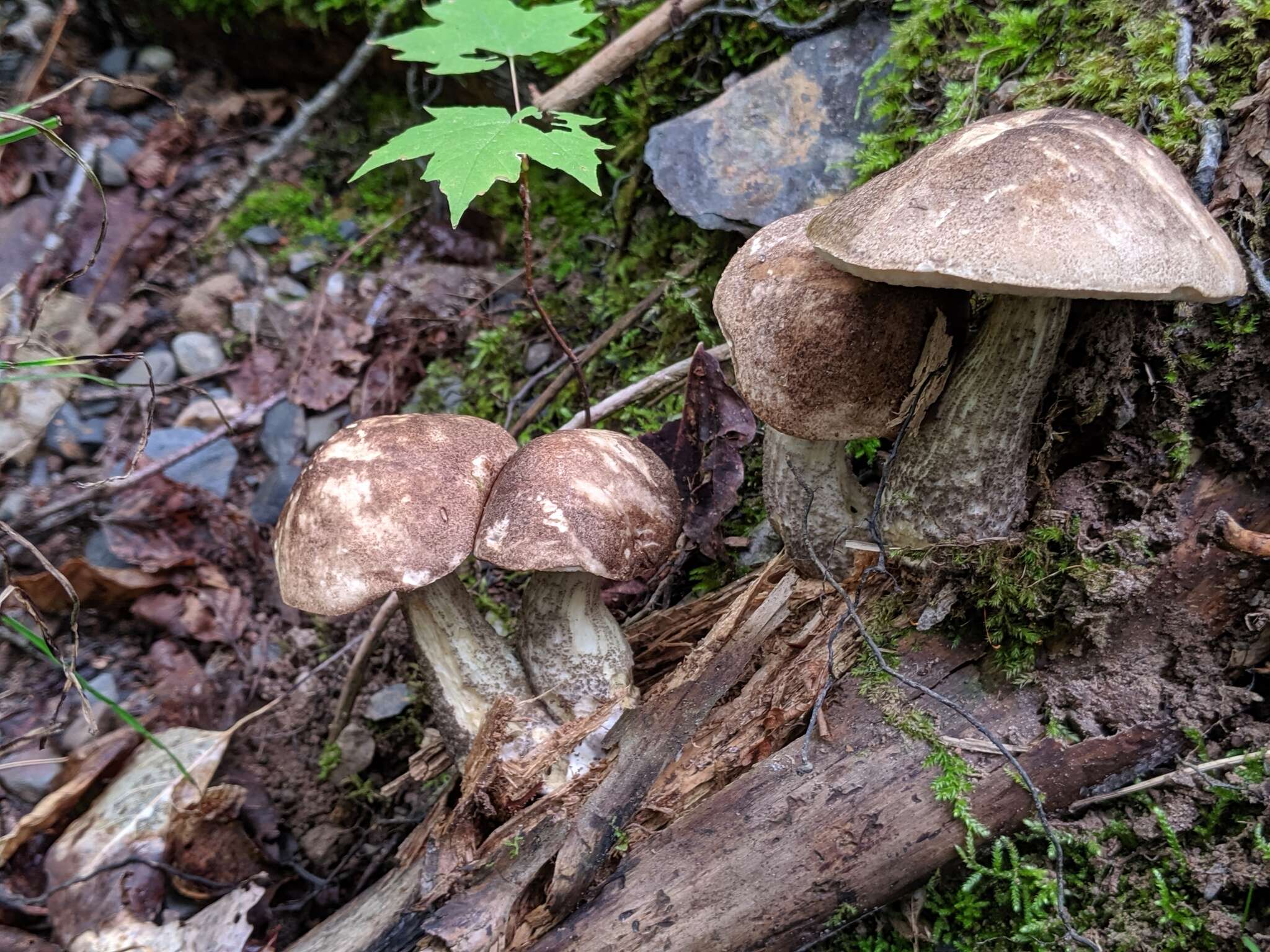 Image of Leccinum snellii A. H. Sm., Thiers & Watling 1967