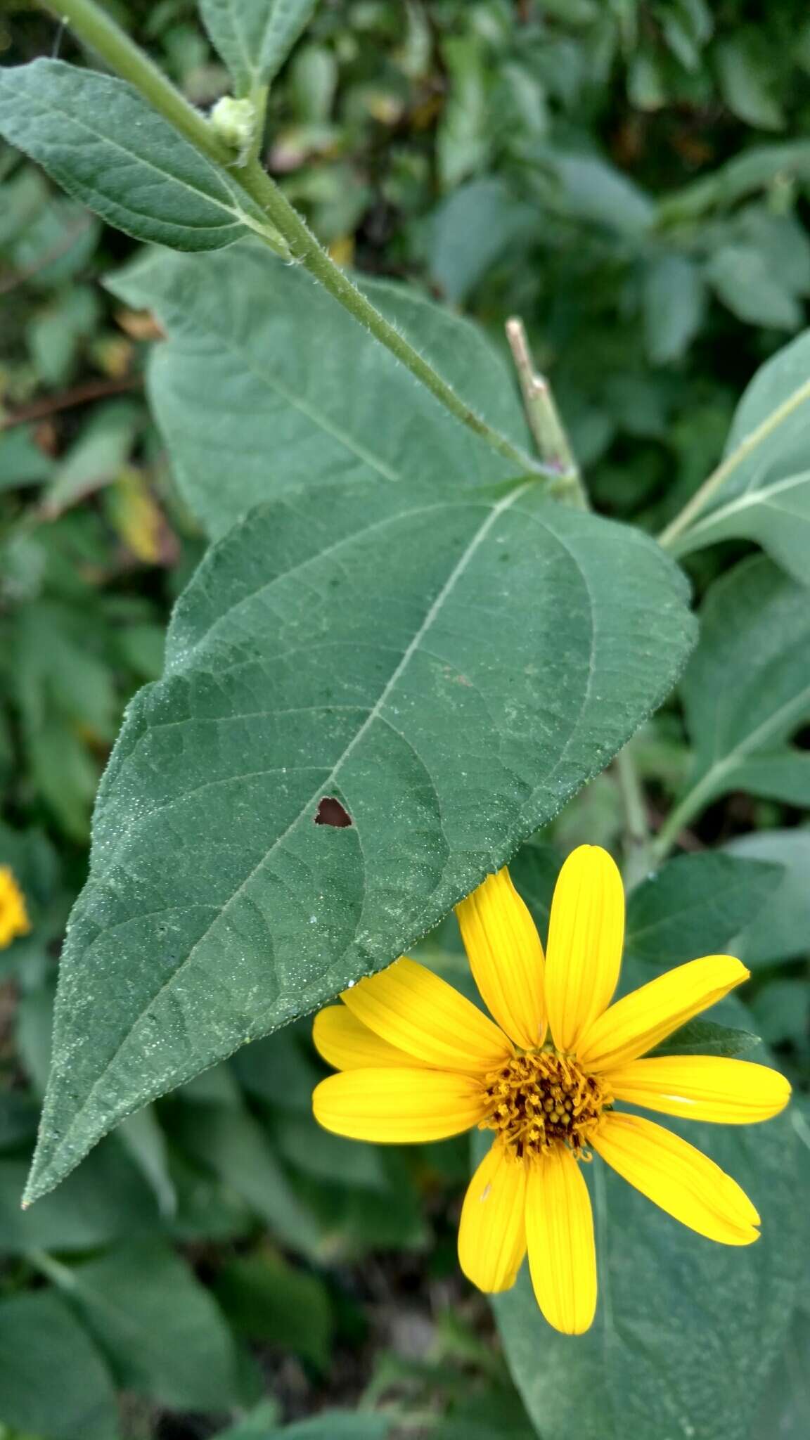 Слика од Helianthus hirsutus Rafin.