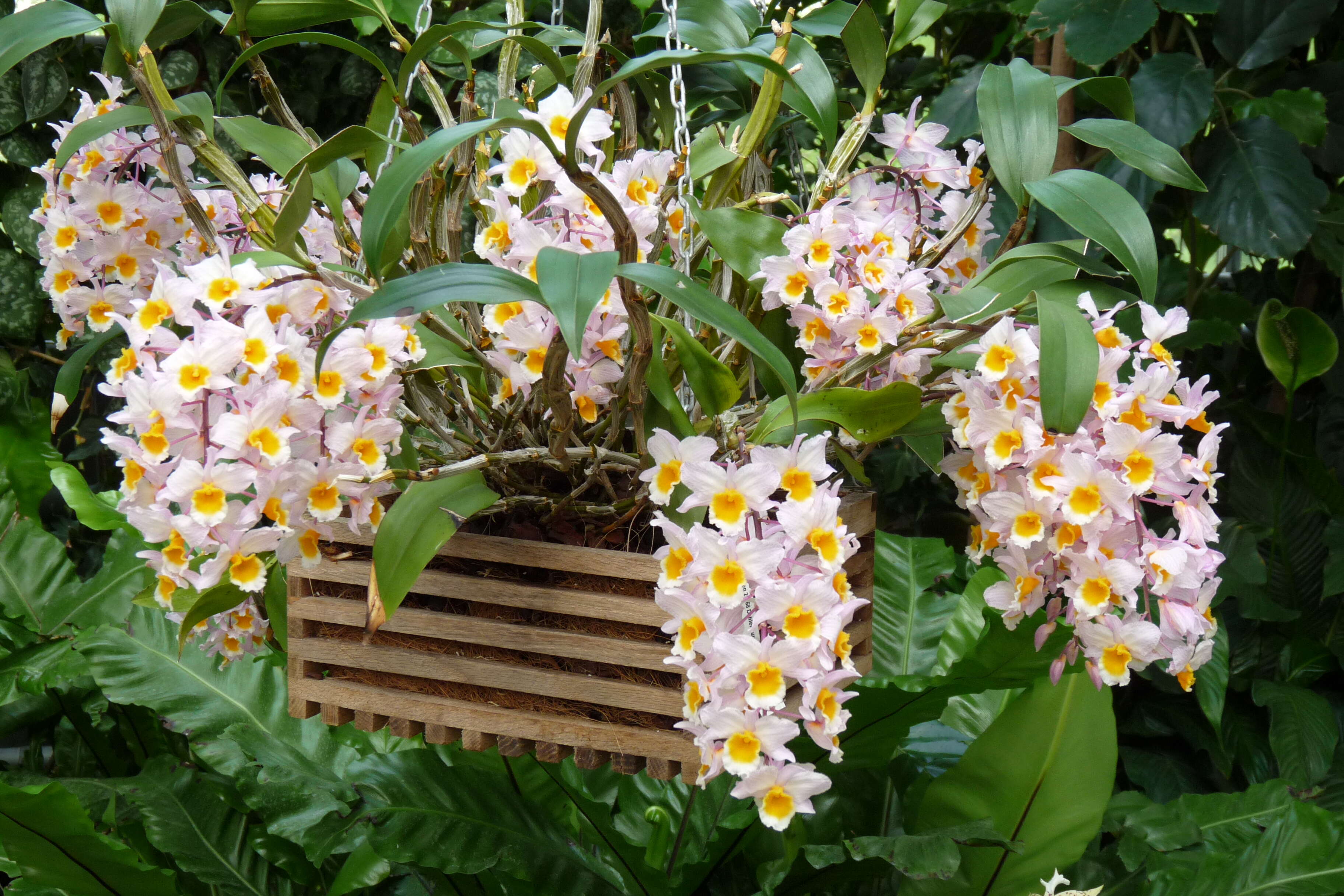 صورة Dendrobium farmeri Paxton