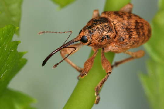 Imagem de Curculio nucum Linnaeus & C. 1758