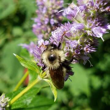 Слика од Bombus citrinus (Smith 1854)