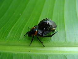 Image de Strigoderma sulcipennis Burmeister 1844