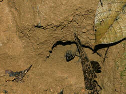 Image of Yellow-spotted Night Lizard