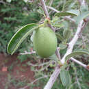 Image of Ximenia caffra Sond.