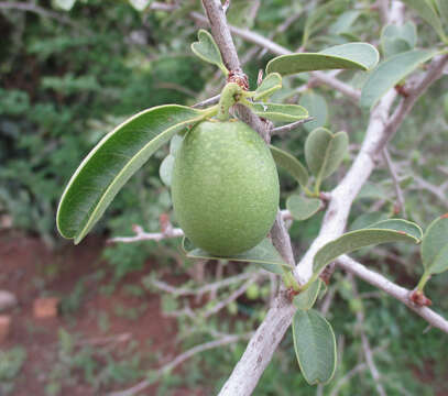 Image of Ximenia caffra Sond.