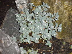 Image of Hylotelephium cauticola (Praeger) H. Ohba