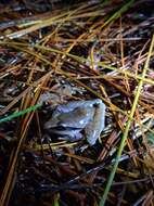 Image of Tilaran Robber Frog