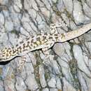 Image of Sonoran Leaf-toed Gecko