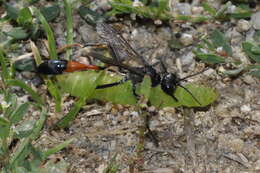 Image of Ammophila sabulosa (Linnaeus 1758)