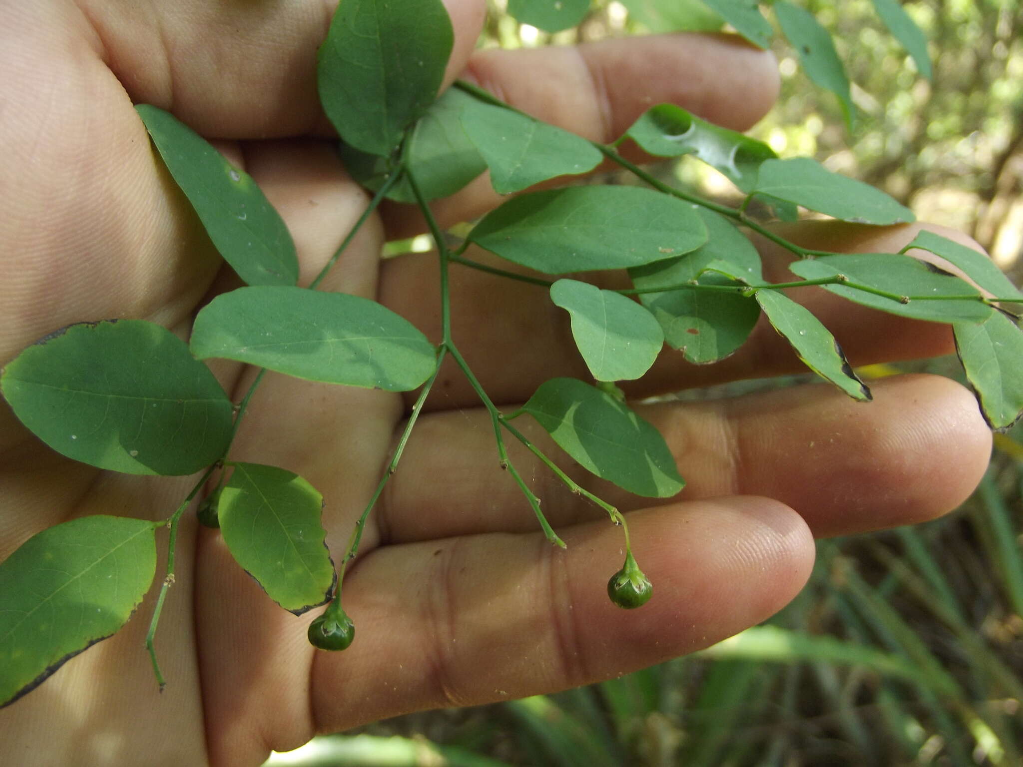 Image de Phyllanthus graveolens Kunth