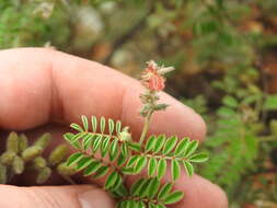 Indigofera melanadenia Harv.的圖片