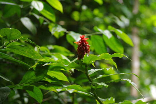 Image of Costus comosus (Jacq.) Roscoe