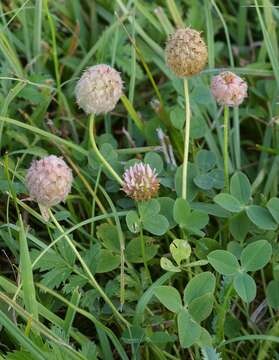 Image of strawberry clover