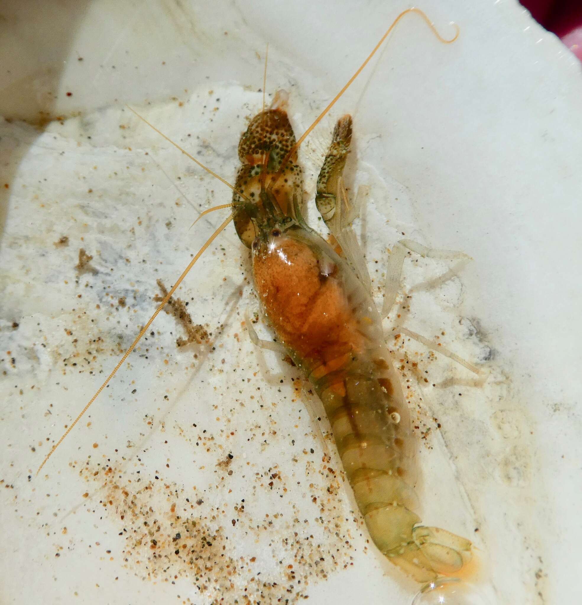 Image of twistclaw pistol shrimp