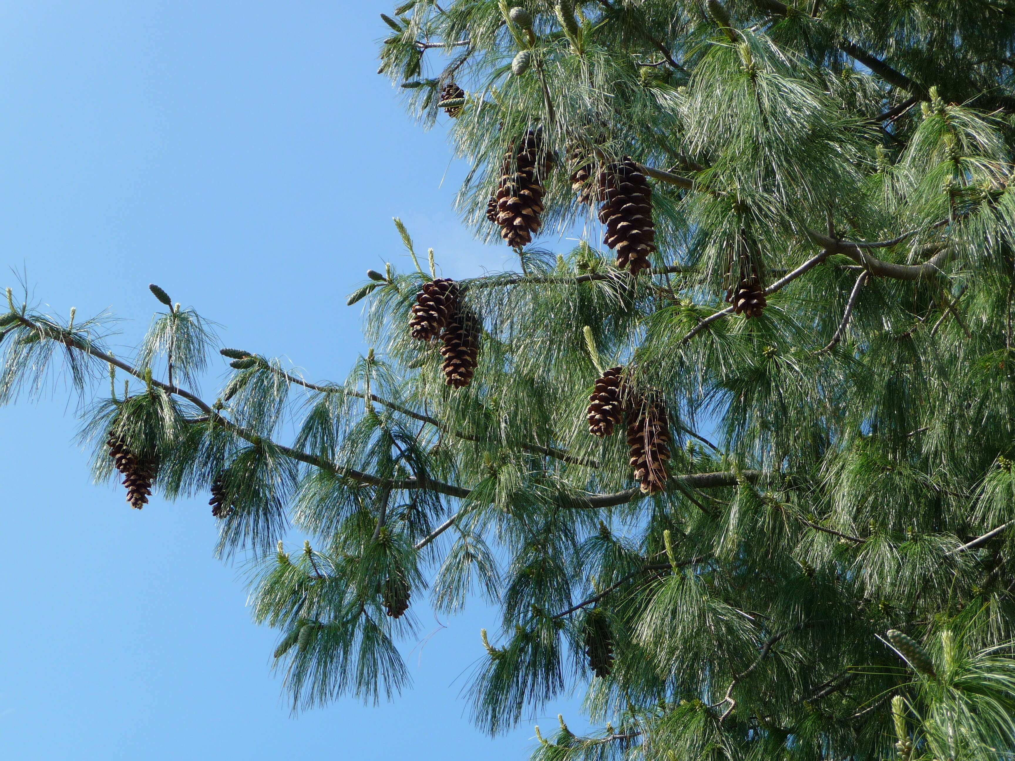 Imagem de Pinus peuce Griseb.