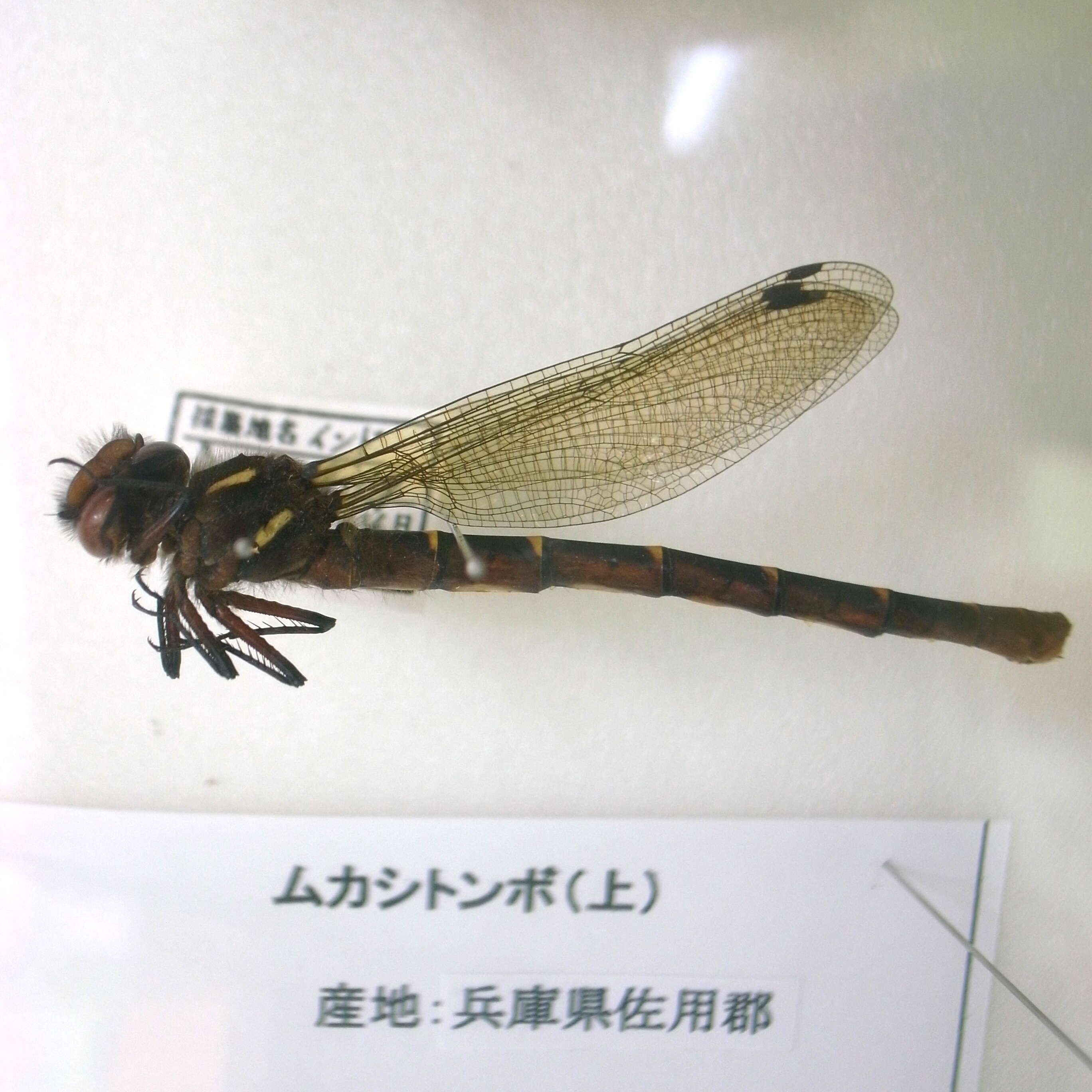 Image of Relict Himalayan Dragonfly