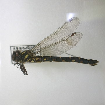 Image of <i>Epiophlebia superstes</i> (Selys 1889)