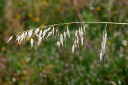 Image of wild oat