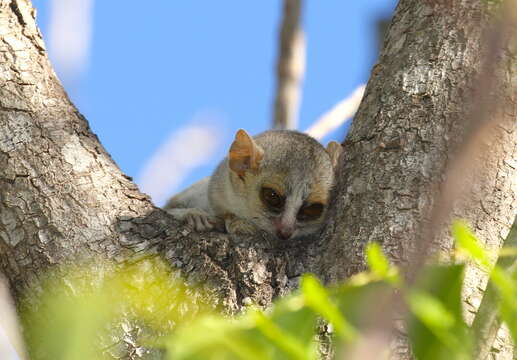 Image of Gray-brown Mouse Lemur