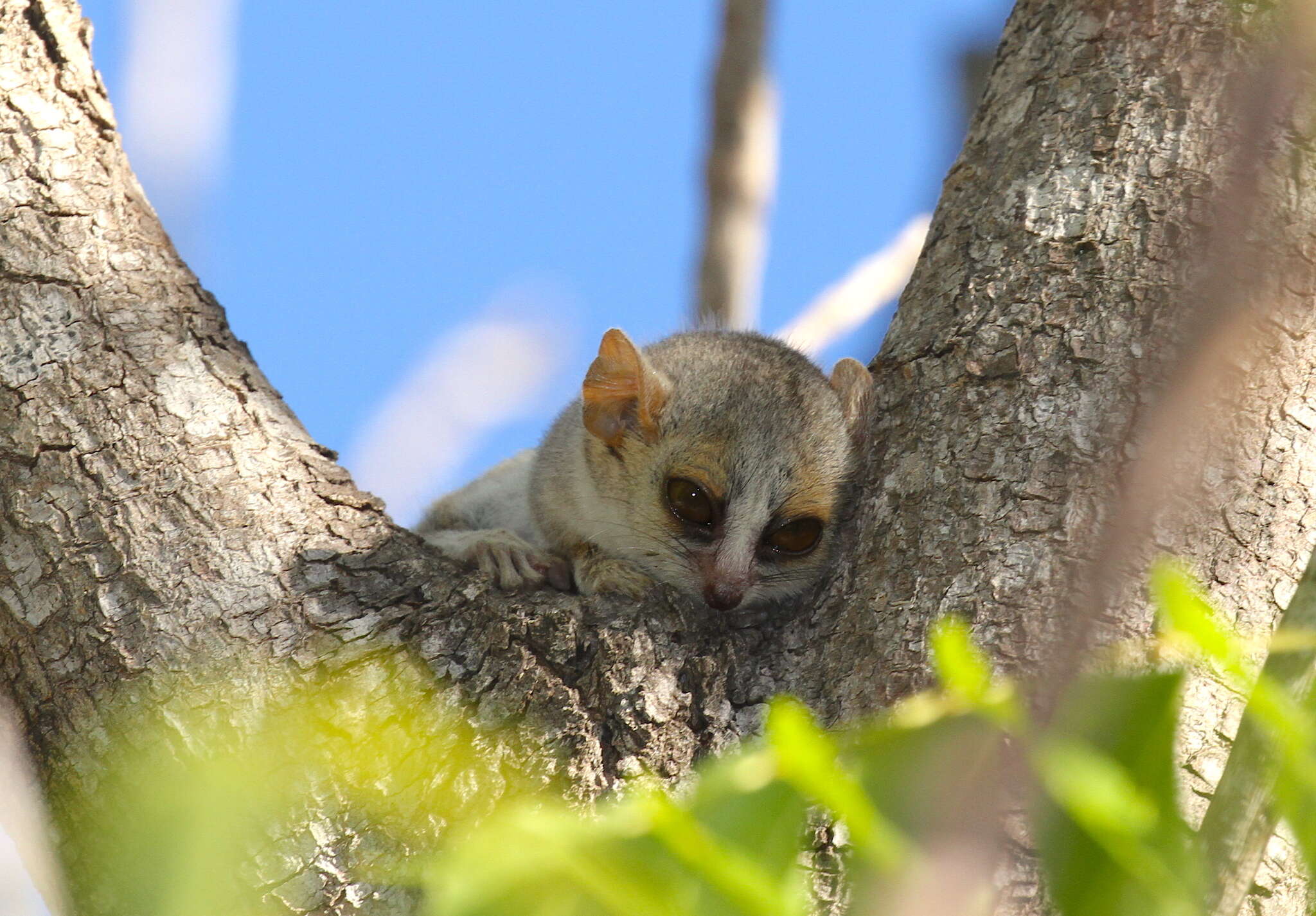 Image of Gray-brown Mouse Lemur