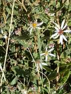 Image of gray aster