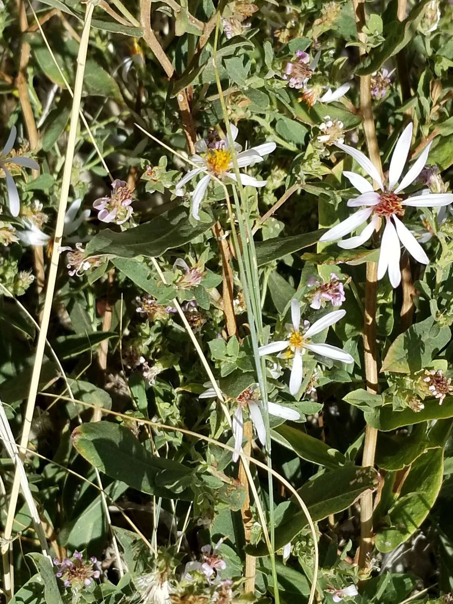 Imagem de Eurybia glauca (Nutt.) G. L. Nesom